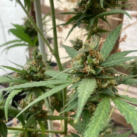 MAGDP #2 growlog timeline photo
