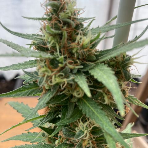 MAGDP #2 growlog timeline photo