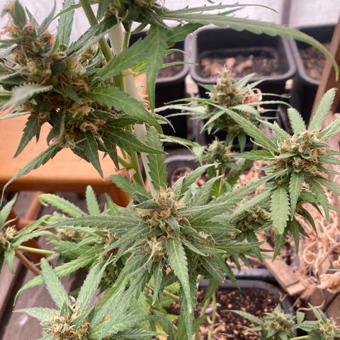 MAGDP #2 growlog timeline photo