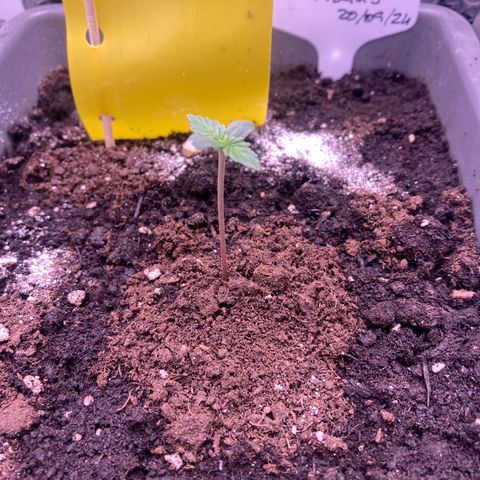 MA3G #5 growlog timeline photo