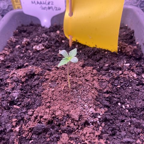 MAAH #2 growlog timeline photo