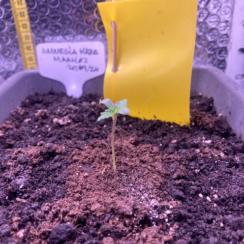 MAAH #2 growlog timeline photo