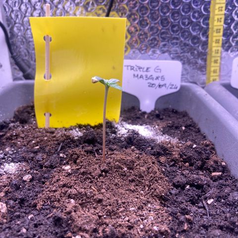 MA3G #5 growlog timeline photo