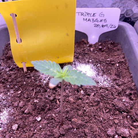 MA3G #5 growlog timeline photo