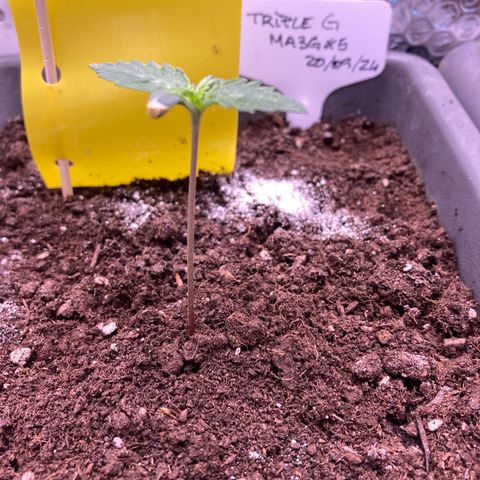 MA3G #5 growlog timeline photo