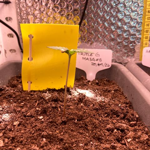 MA3G #5 growlog timeline photo