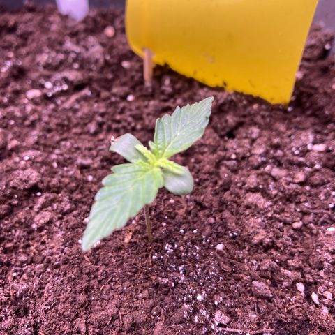 MAAH #2 growlog timeline photo