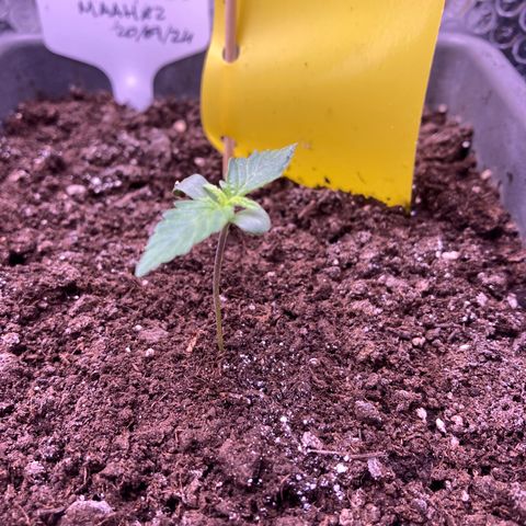MAAH #2 growlog timeline photo