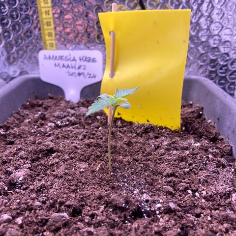 MAAH #2 growlog timeline photo
