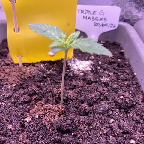 MA3G #5 growlog timeline photo