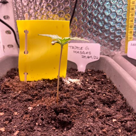 MA3G #5 growlog timeline photo