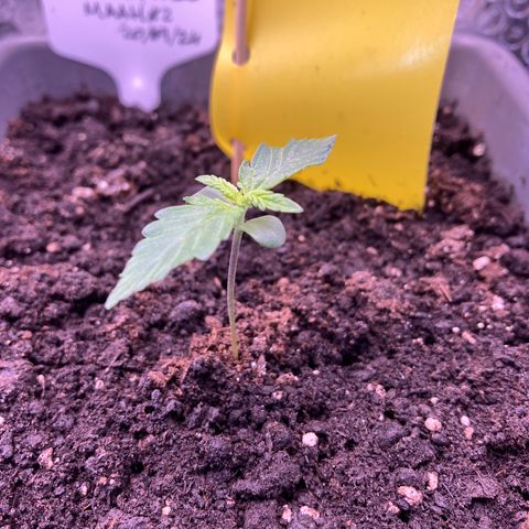 MAAH #2 growlog timeline photo