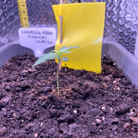 MAAH #2 growlog timeline photo