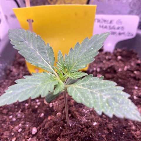 MA3G #5 growlog timeline photo