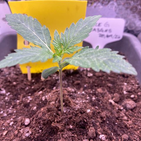 MA3G #5 growlog timeline photo