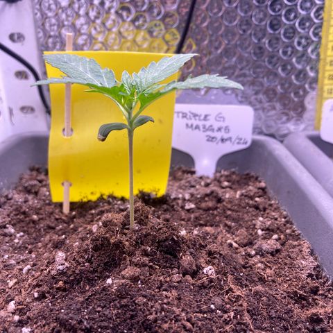 MA3G #5 growlog timeline photo