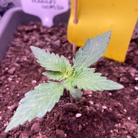 MAAH #2 growlog timeline photo