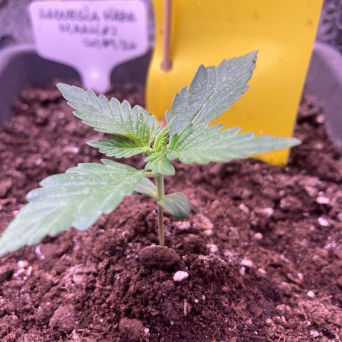 MAAH #2 growlog timeline photo