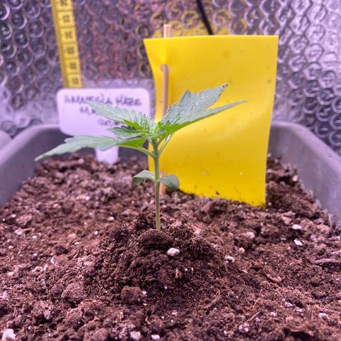 MAAH #2 growlog timeline photo