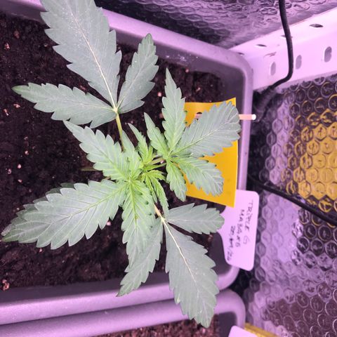 MA3G #5 growlog timeline photo