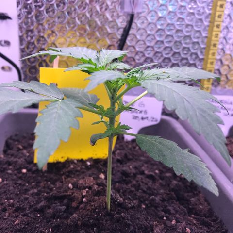 MA3G #5 growlog timeline photo