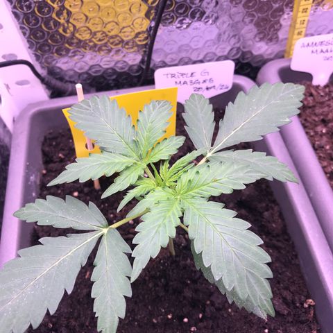 MA3G #5 growlog timeline photo