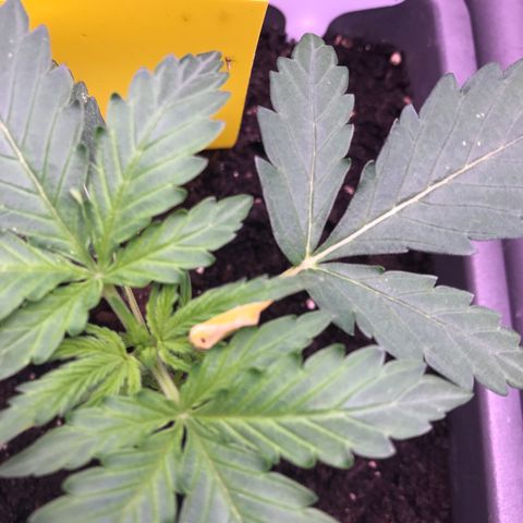 MA3G #5 growlog timeline photo