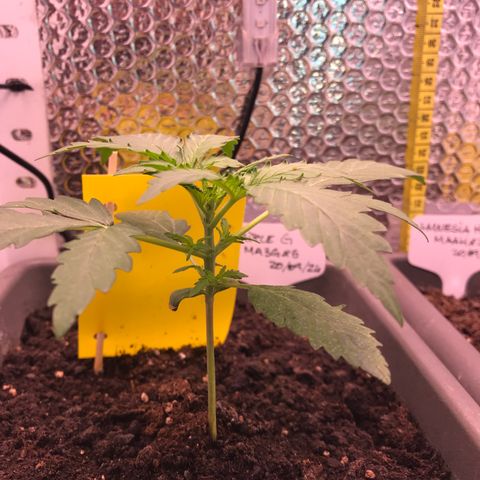 MA3G #5 growlog timeline photo