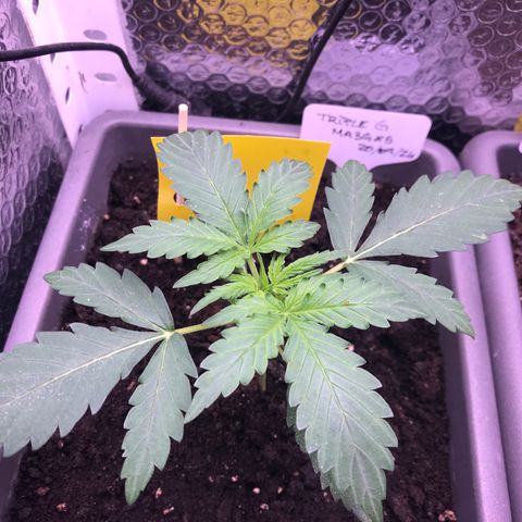 MA3G #5 growlog timeline photo