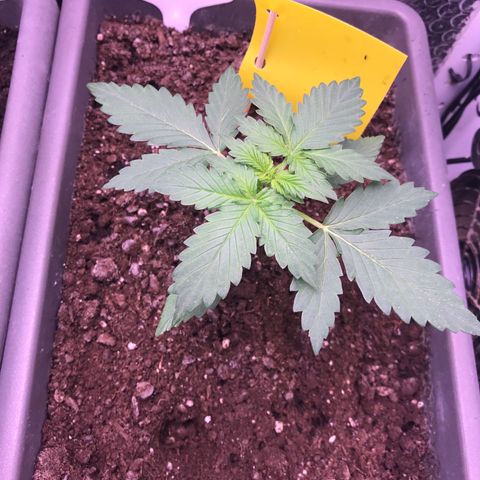 MAAH #2 growlog timeline photo