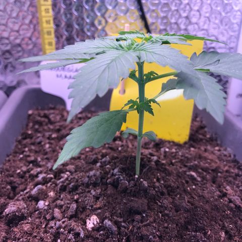 MAAH #2 growlog timeline photo