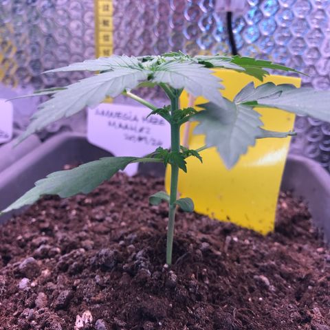 MAAH #2 growlog timeline photo