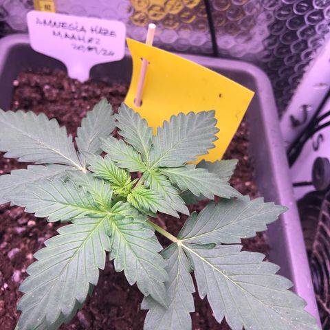 MAAH #2 growlog timeline photo