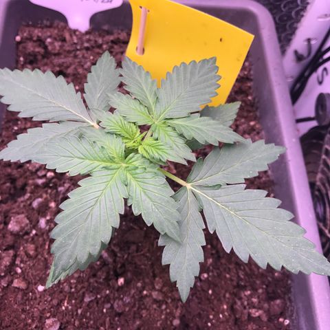 MAAH #2 growlog timeline photo