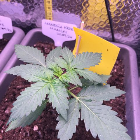 MAAH #2 growlog timeline photo