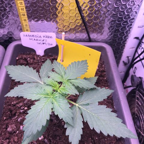 MAAH #2 growlog timeline photo