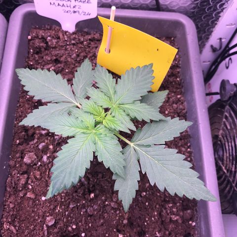 MAAH #2 growlog timeline photo