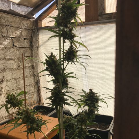 MAGDP #2 growlog timeline photo