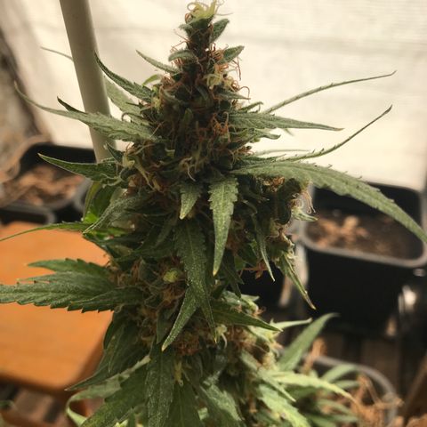 MAGDP #2 growlog timeline photo