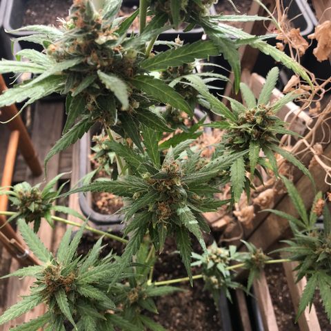 MAGDP #2 growlog timeline photo