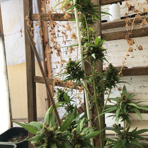 MAGDP #2 growlog timeline photo