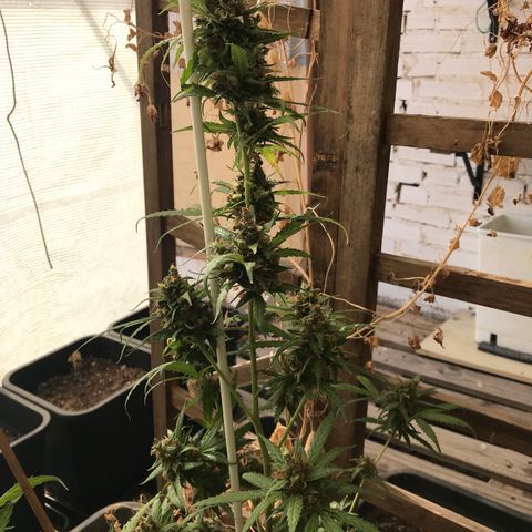 MAGDP #2 growlog timeline photo
