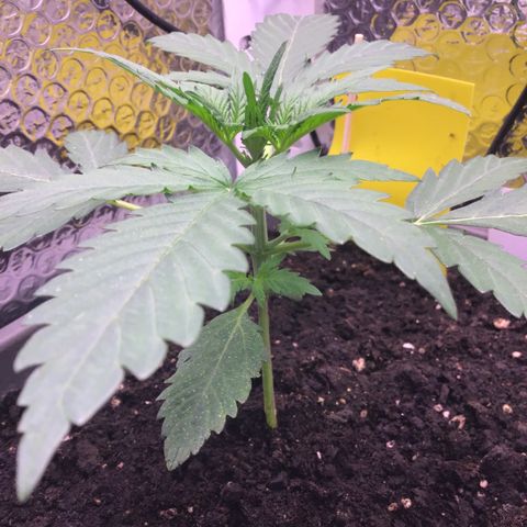 MA3G #5 growlog timeline photo