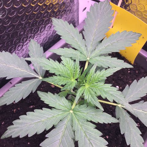 MA3G #5 growlog timeline photo