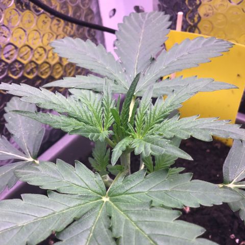 MA3G #5 growlog timeline photo