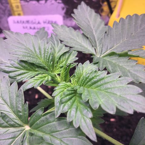 MAAH #2 growlog timeline photo