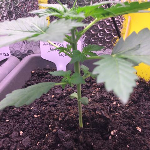 MAAH #2 growlog timeline photo