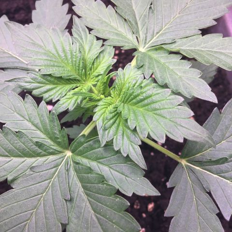 MAAH #2 growlog timeline photo