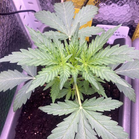 MA3G #5 growlog timeline photo