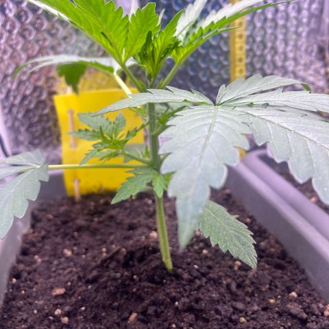 MA3G #5 growlog timeline photo